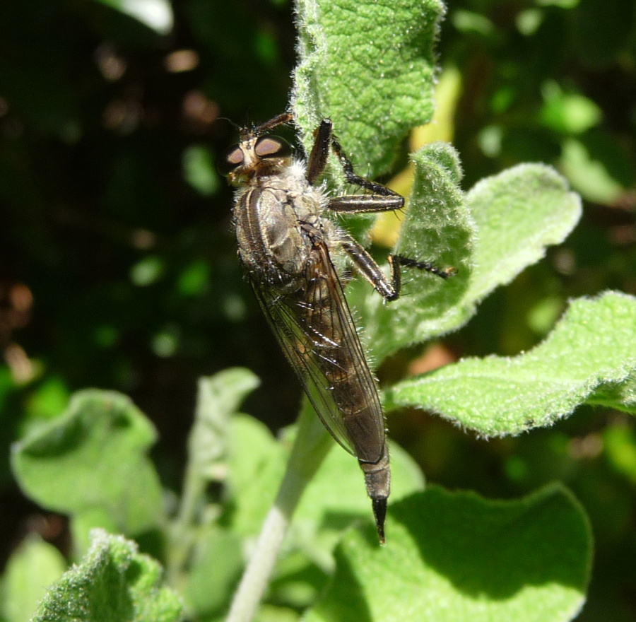 Asilidae da identificare